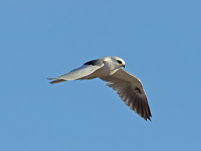 White-tailed Kite _C272549.jpg