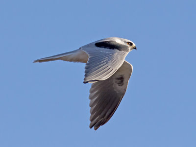 White-tailed Kite _C272555.jpg