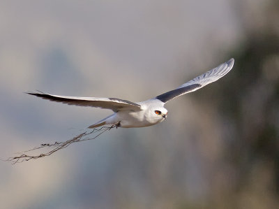 White-tailed Kite _C272579.jpg