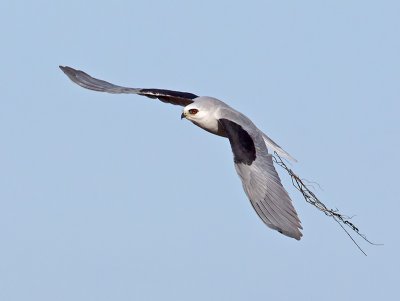 White-tailed Kite _C272594.jpg
