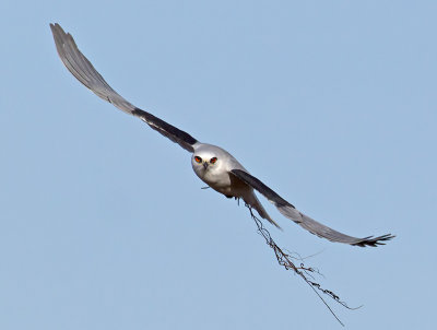 White-tailed Kite _C272596.jpg