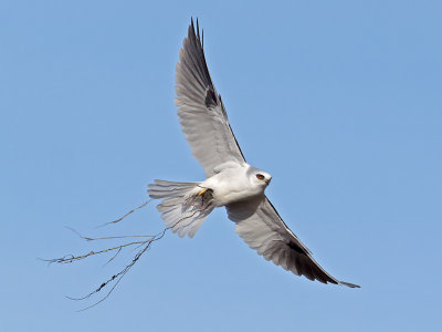 White-tailed Kite _C272597.jpg