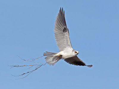 White-tailed Kite _C272598.jpg