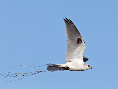 White-tailed Kite _C272600.jpg