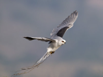 White-tailed Kite _C272603.jpg