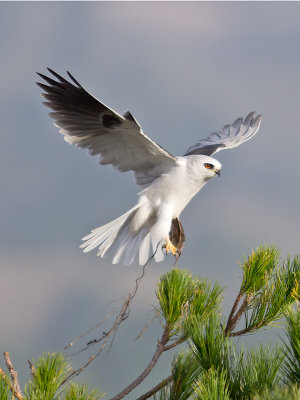 White-tailed Kite _C272604.jpg