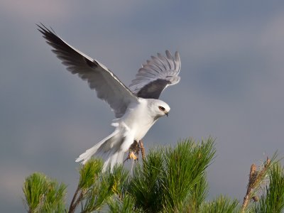 White-tailed Kite _C272605.jpg