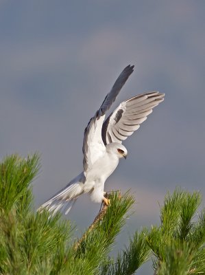 White-tailed Kite _C272608.jpg