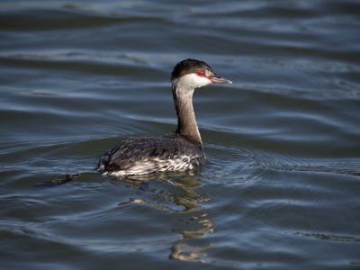 Horned Grebe _1042887.jpg