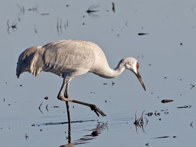 Sandhill Crane _1052951.jpg