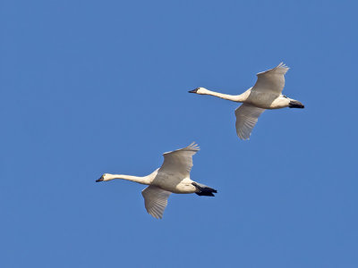 Tundra Swans _1052939.jpg