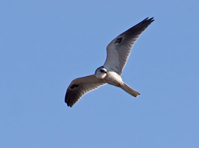 White-tailed Kite _1032714.jpg