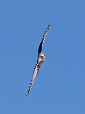 White-tailed Kite _1063127.jpg