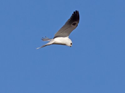 White-tailed Kite _1063136.jpg