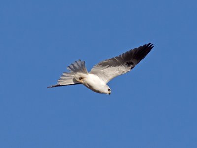 White-tailed Kite _1063137.jpg
