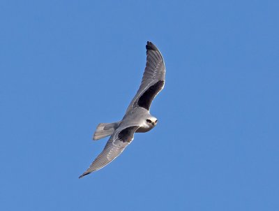 White-tailed Kite _1063139.jpg