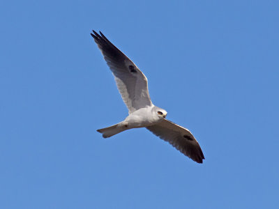 White-tailed Kite _1063143.jpg