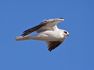 White-tailed Kite _1063150.jpg
