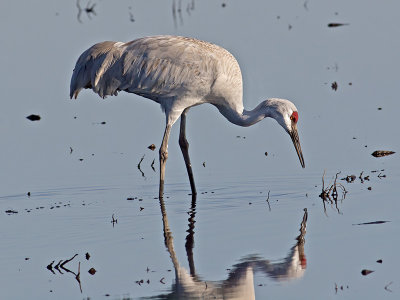 Sandhill Crane _1052948.jpg