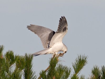 White-tailed Kite _1103369.jpg
