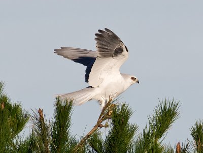 White-tailed Kite _1103383.jpg