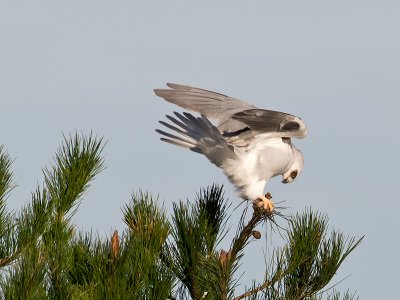 White-tailed Kite _1103386.jpg