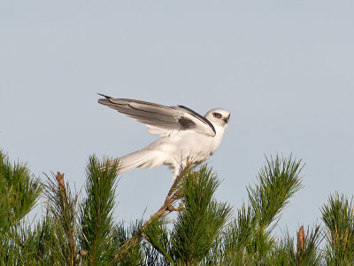 White-tailed Kite _1103385.jpg