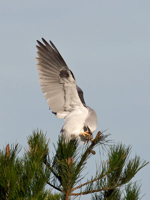 White-tailed Kite _1103390.jpg
