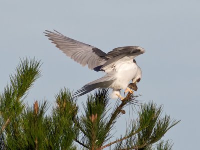 White-tailed Kite _1103393.jpg
