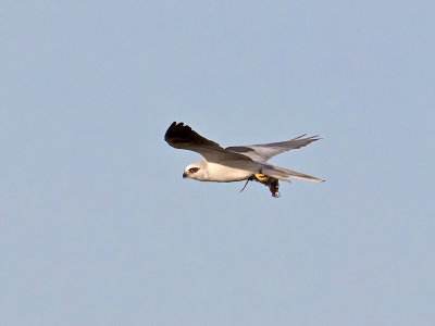 White-tailed Kite _1153425.jpg