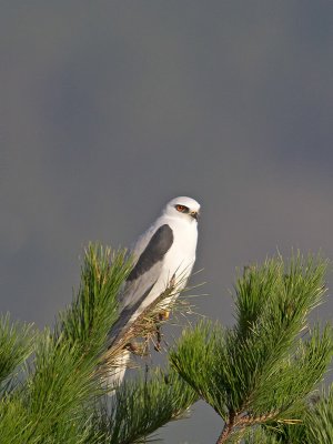 White-tailed Kite _1153438.jpg