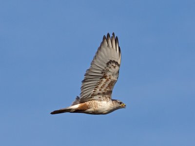 light morph Ferruginous Hawk _1194042.jpg