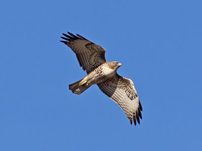 Red-tailed Hawk _1204136.jpg