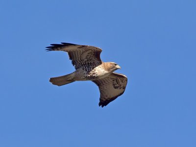 Red-tailed Hawk _1204139.jpg