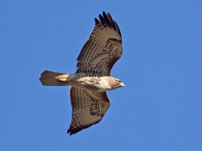 Red-tailed Hawk _1204145.jpg