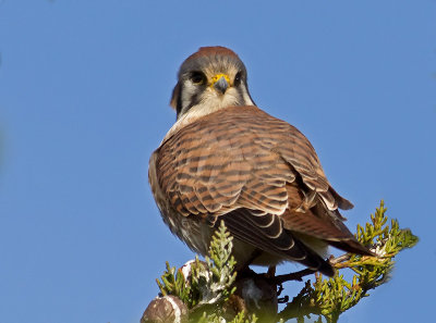 female American Kestrel _1193936.jpg