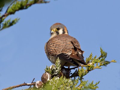 female American Kestrel _1193937.jpg