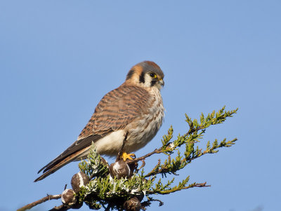 female American Kestrel _1204102.jpg