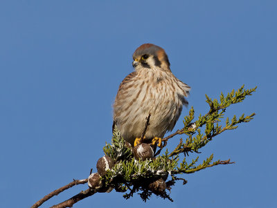 female American Kestrel _1204111-2.jpg