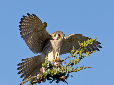 Kestrels & Merlins 2011
