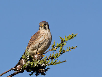 female American Kestrel _1204174.jpg