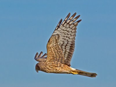 female Harrier _1183849.jpg