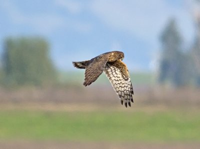 Harrier _1153579.jpg