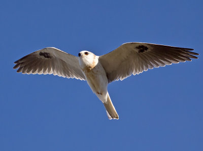 juvenile White-tailed Kite _1204093.jpg