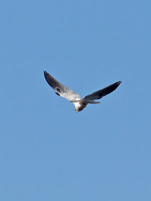 White-tailed Kite _1163686.jpg