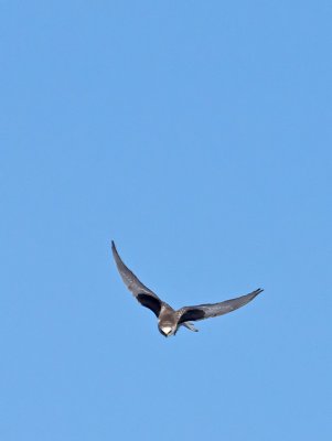 White-tailed Kite _1163709.jpg
