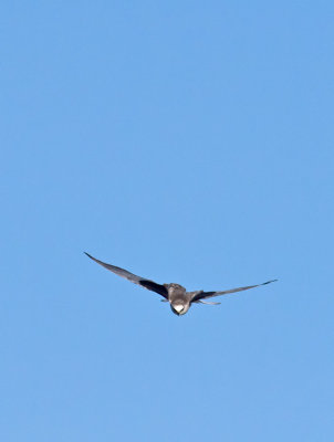 White-tailed Kite _1163710.jpg