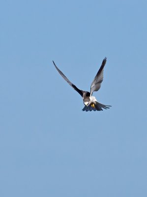 White-tailed Kite _1163712.jpg