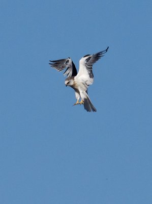 White-tailed Kite _1163748.jpg