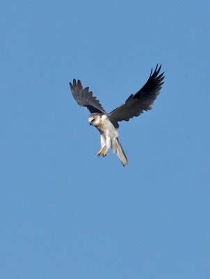 White-tailed Kite _1163750.jpg